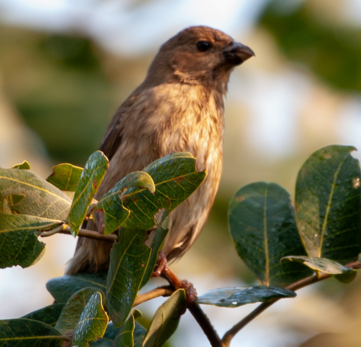 Common Rosefinch - ML599908031