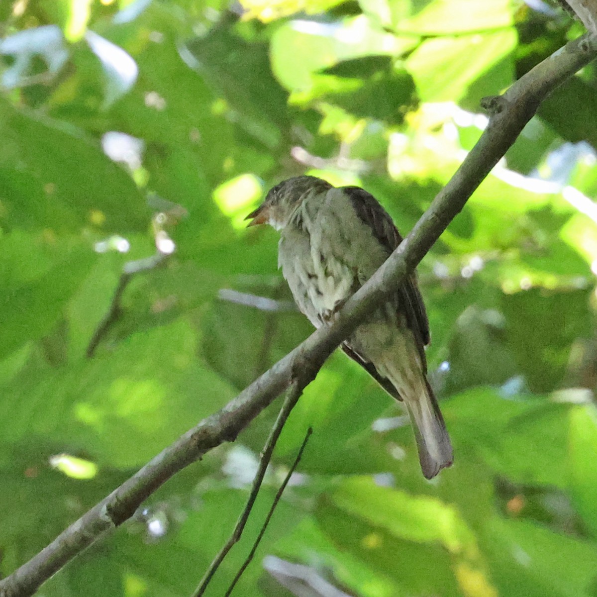 Malaysian Honeyguide - Ching Chai Liew