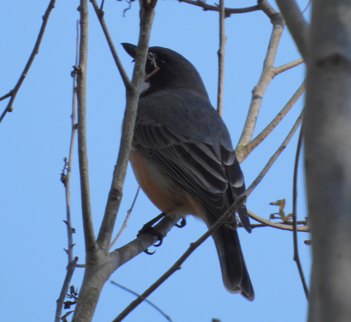 Rufous Whistler - ML599908101