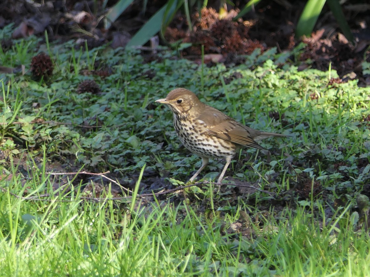 Song Thrush - ML599908421