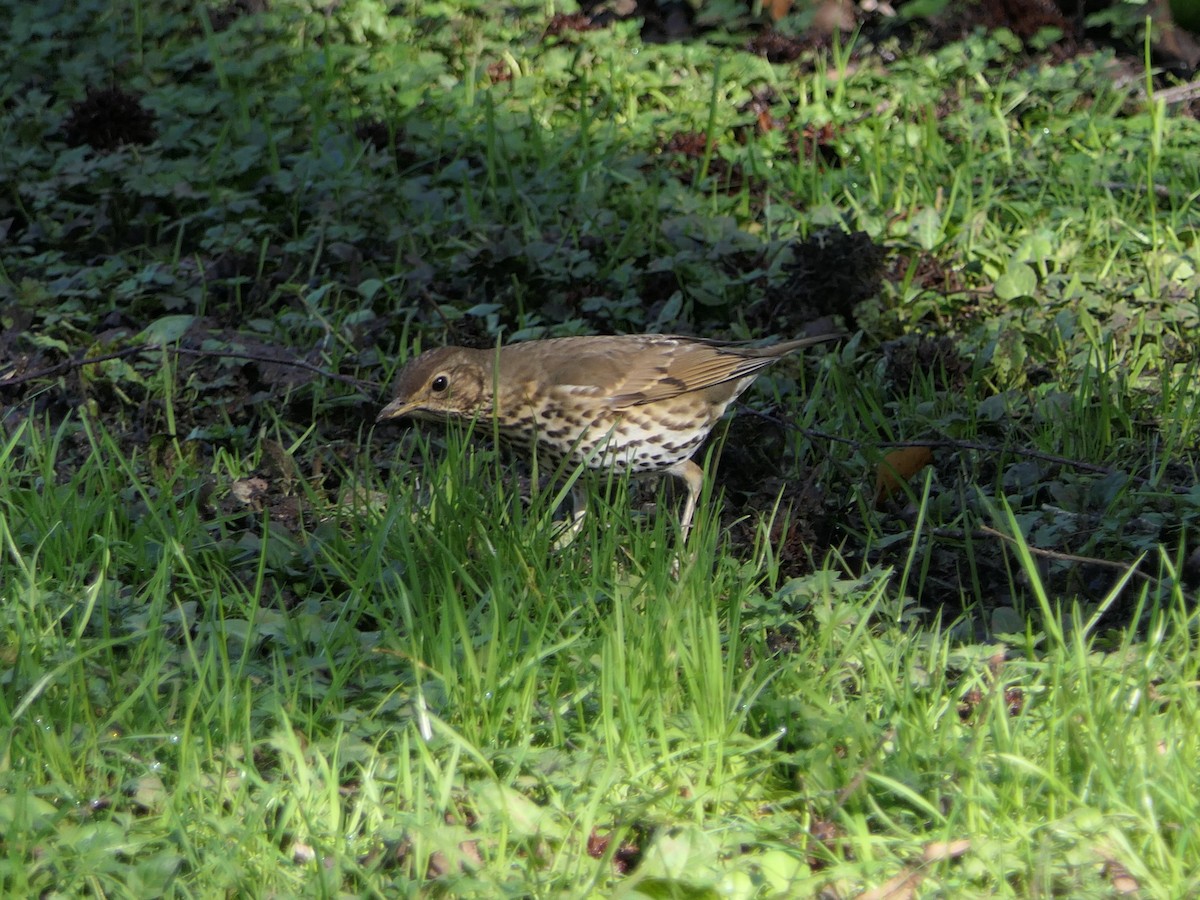 Song Thrush - ML599908741