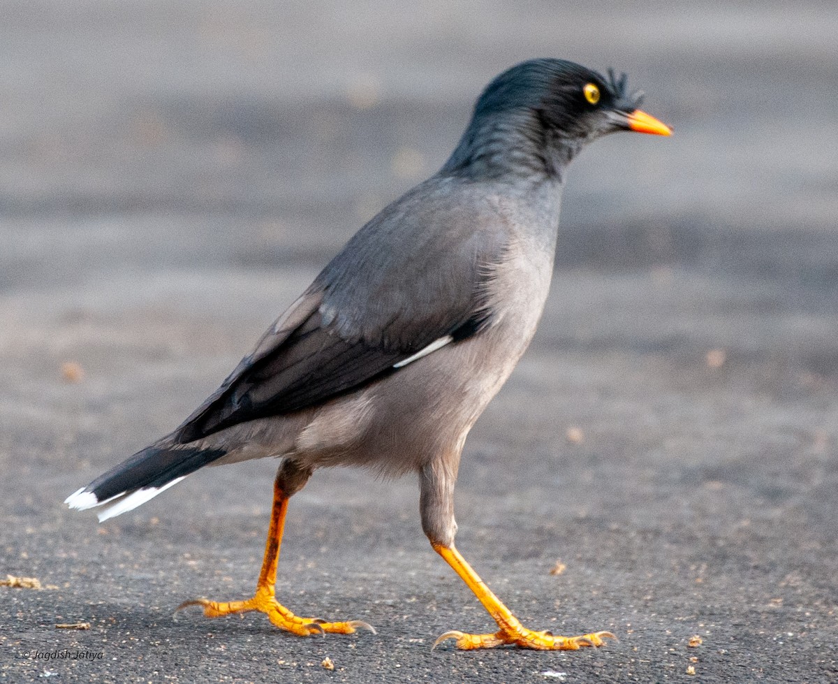 Jungle Myna - ML599908751