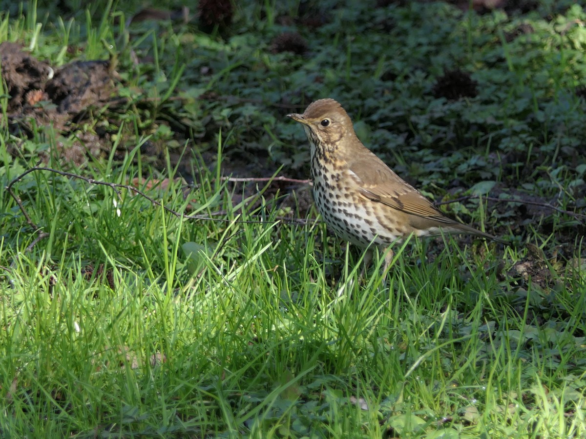 Song Thrush - ML599908841