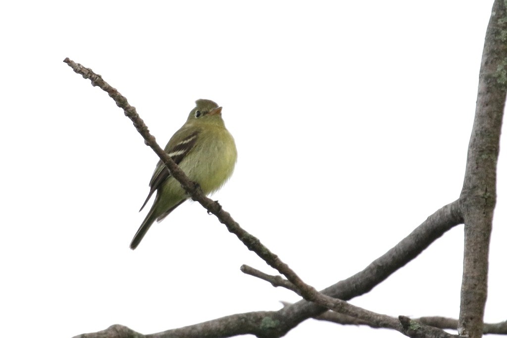 Yellow-bellied Flycatcher - ML59990921