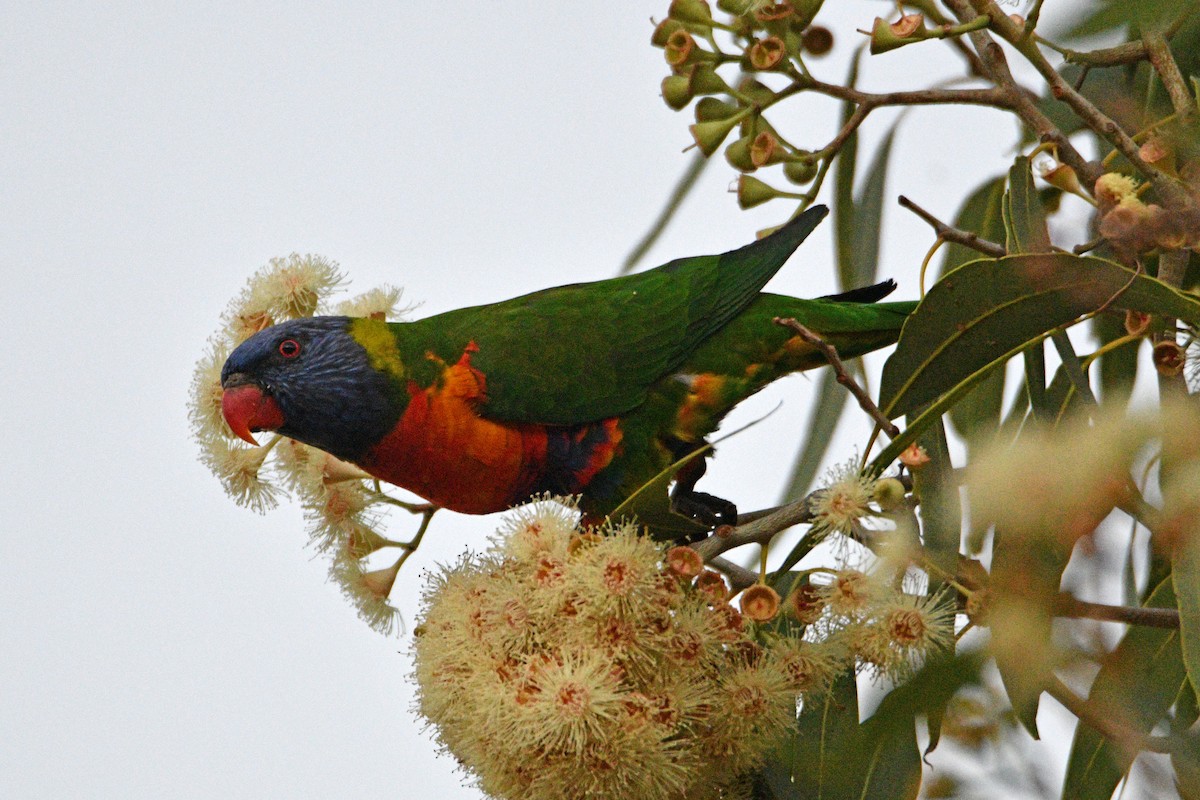 Rainbow Lorikeet - Peter & Shelly Watts