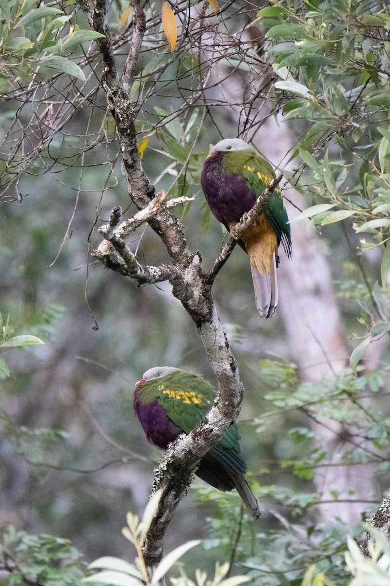 Wompoo Fruit-Dove - Sangyoon Lee