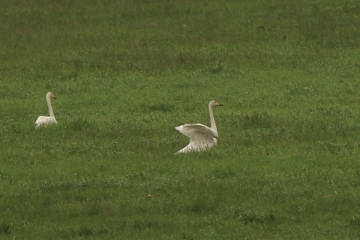 Whooper Swan - Peyton Stone