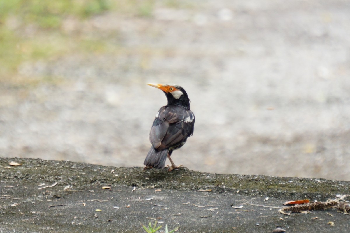 pied starling sp. - ML599910581