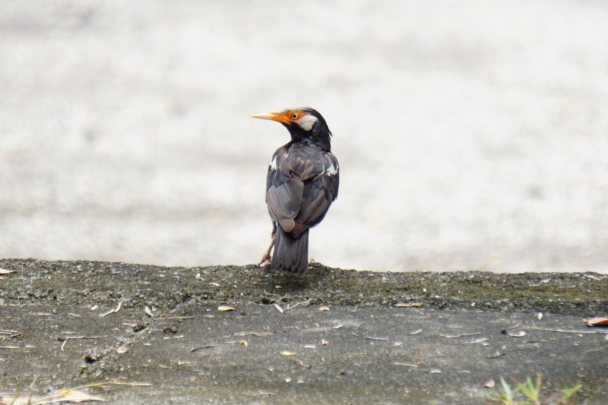 pied starling sp. - ML599910591