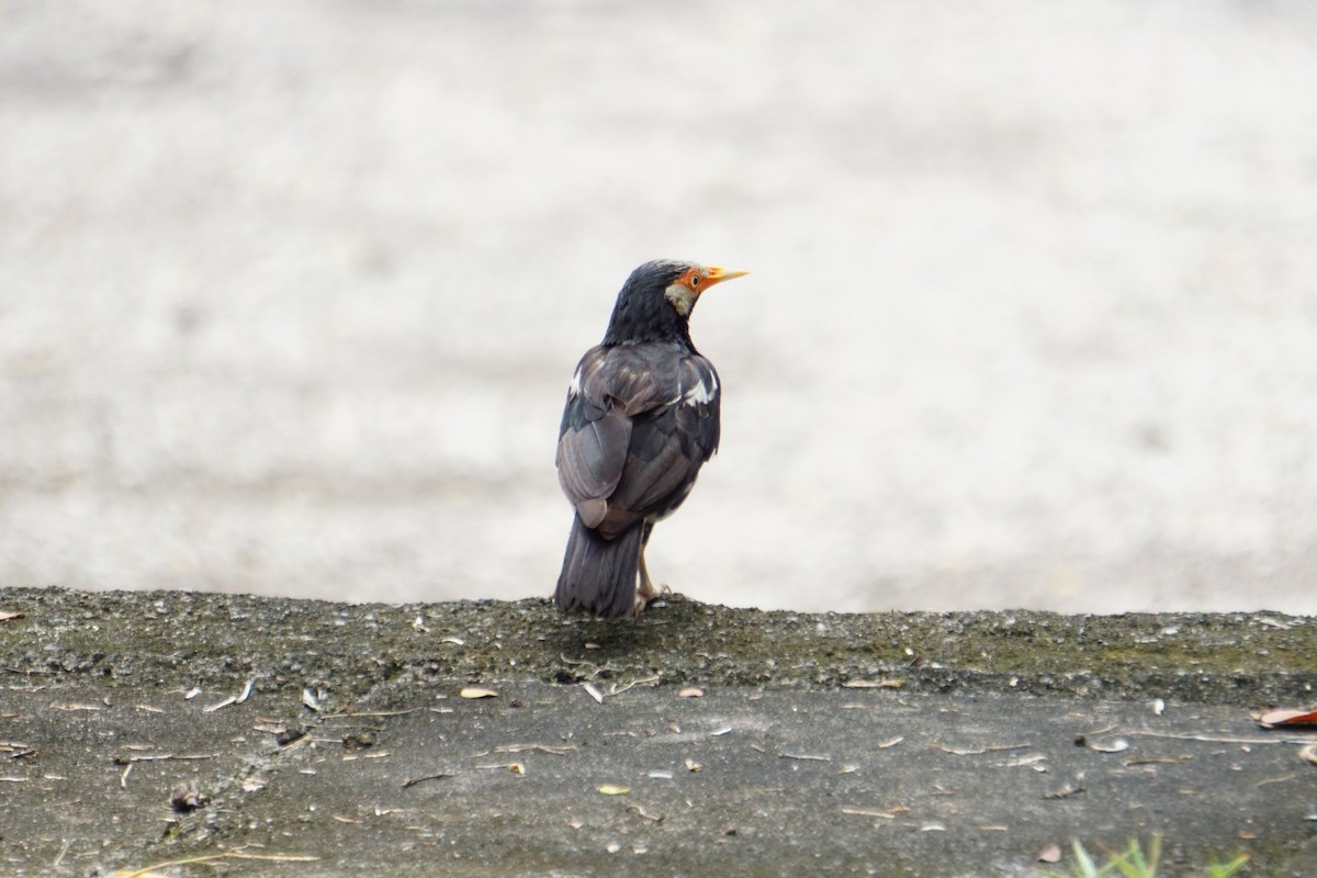 pied starling sp. - ML599910601