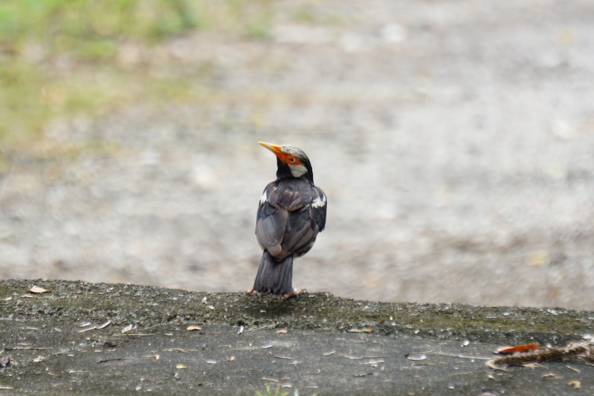 pied starling sp. - ML599910611