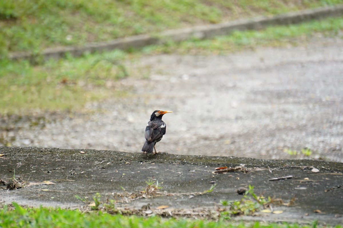 pied starling sp. - ML599910621