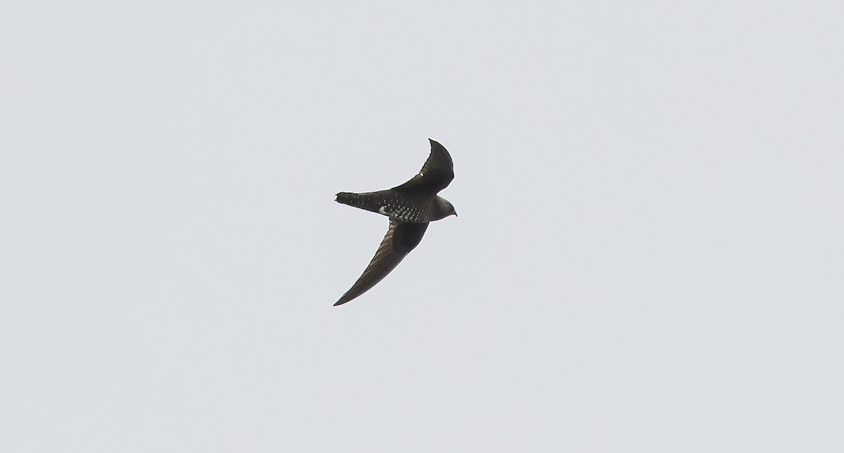 Black Swift - ML599911071