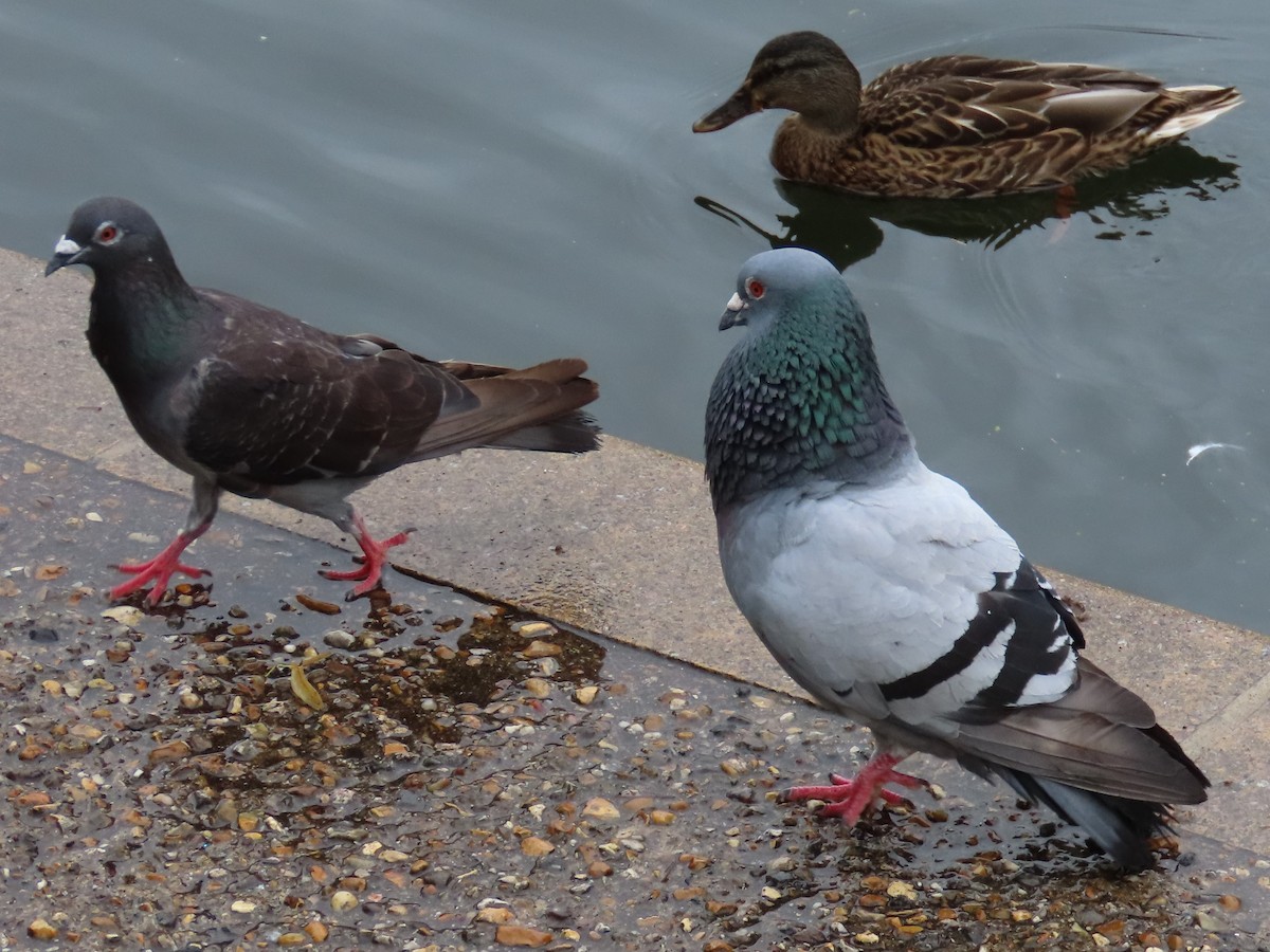 Rock Pigeon (Feral Pigeon) - Diane Durham