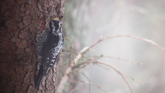 Eurasian Three-toed Woodpecker - ML599912051