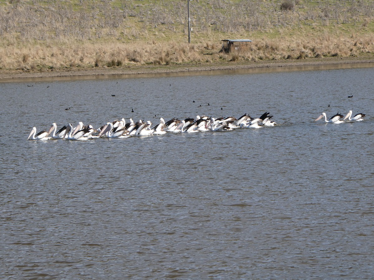 pelikán australský - ML599914351