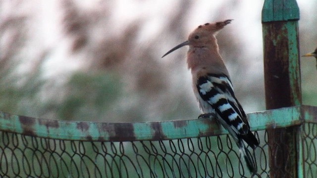 Eurasian Hoopoe - ML599914611