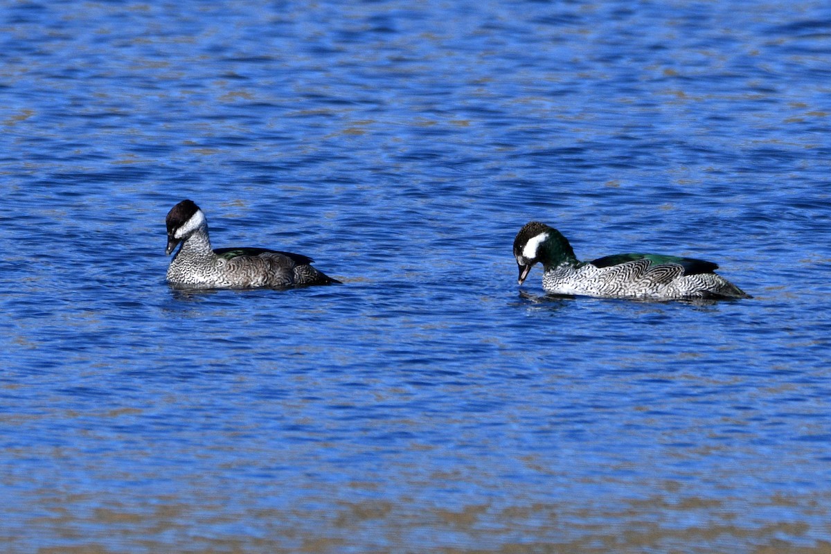 Green Pygmy-Goose - ML599916201