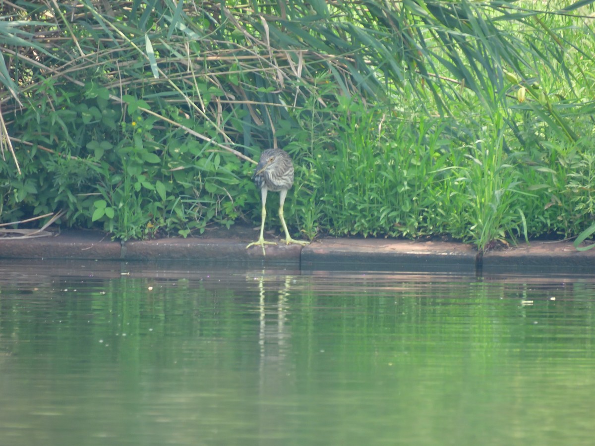 Black-crowned Night Heron - ML599916561