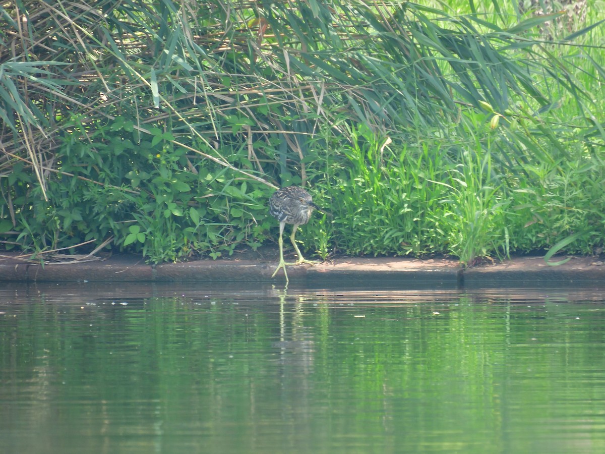 Black-crowned Night Heron - Yawei Zhang