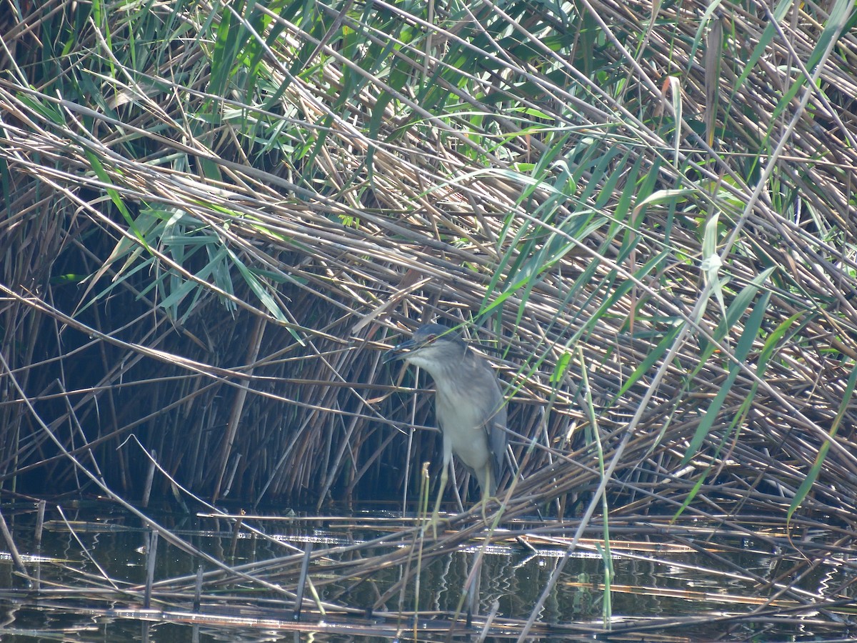 Black-crowned Night Heron - Yawei Zhang