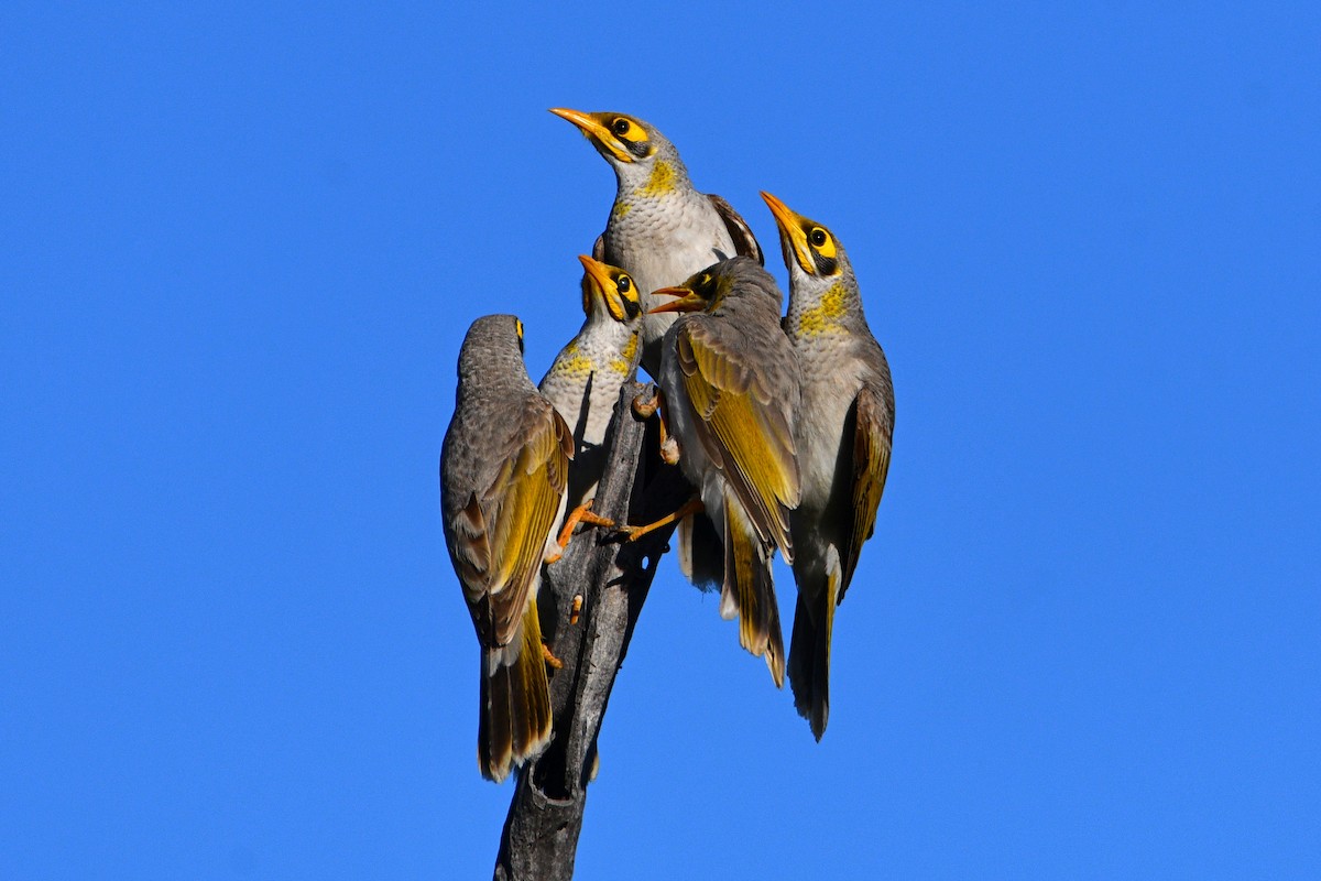 Mielero Goligualdo - ML599917021