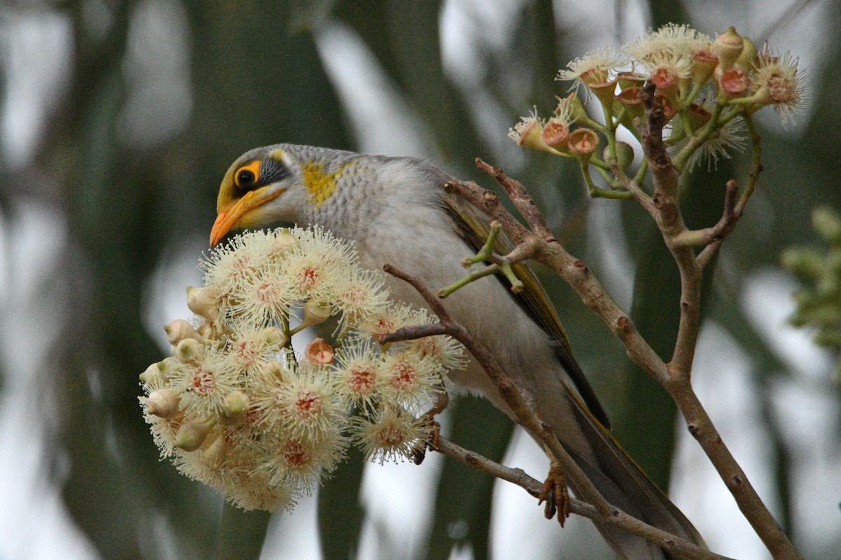 Yellow-throated Miner - ML599917051