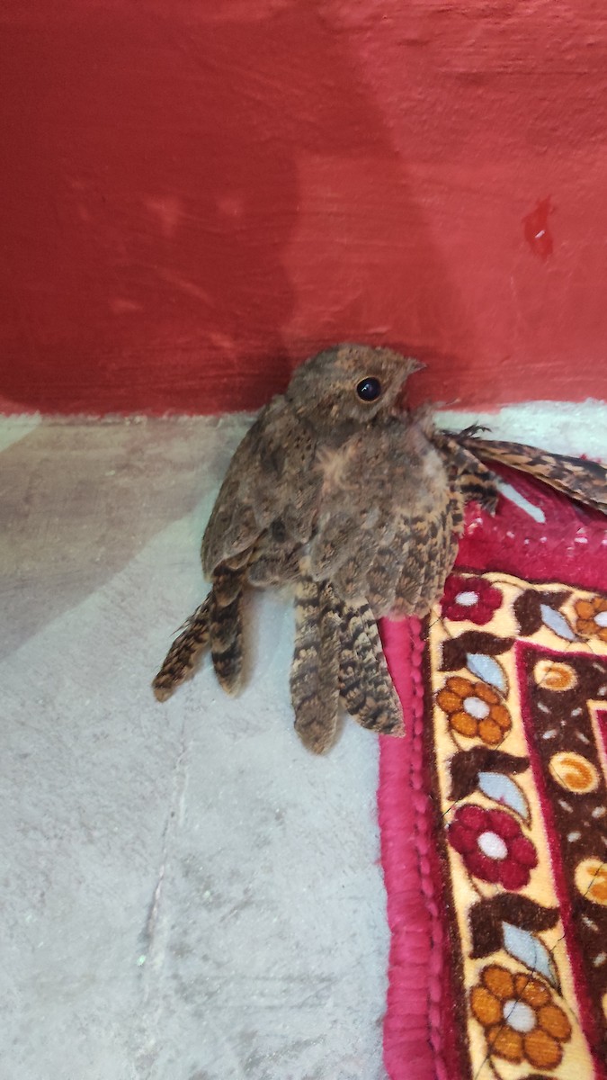 Savanna Nightjar - ML599917441