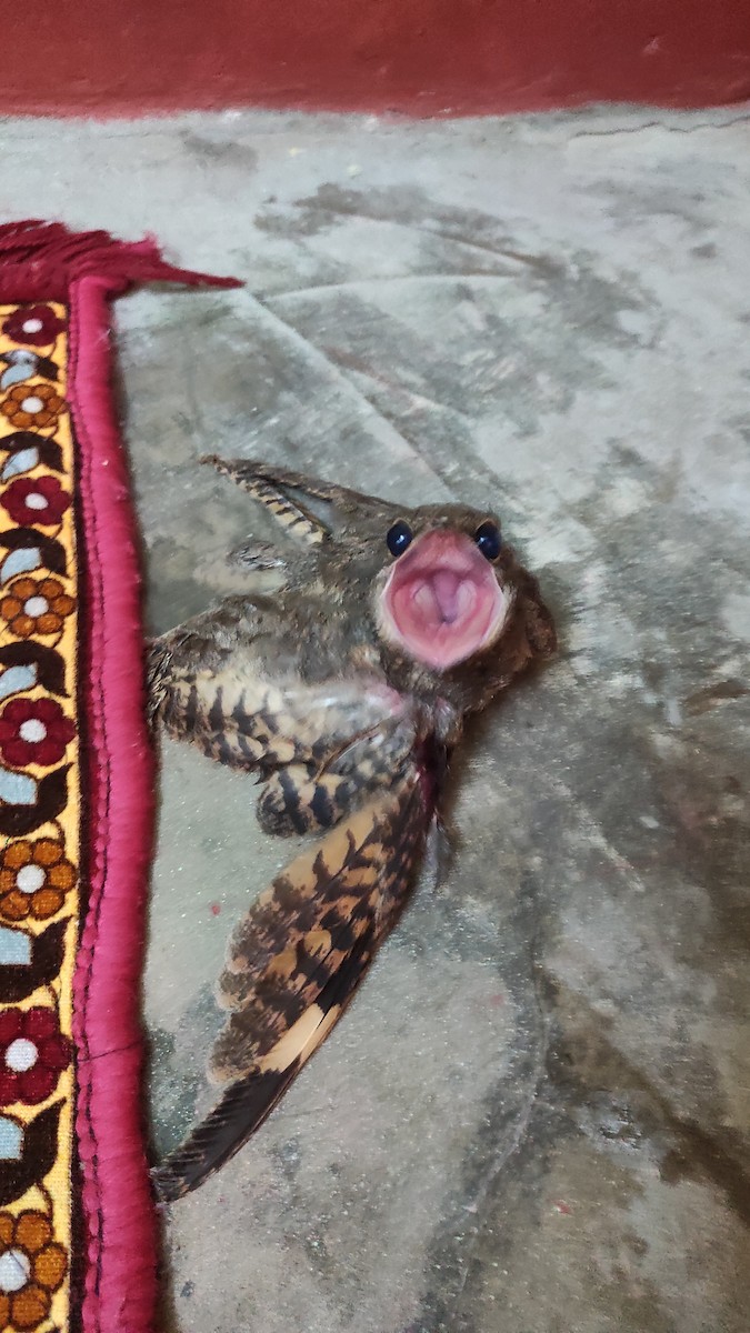 Savanna Nightjar - ML599917451