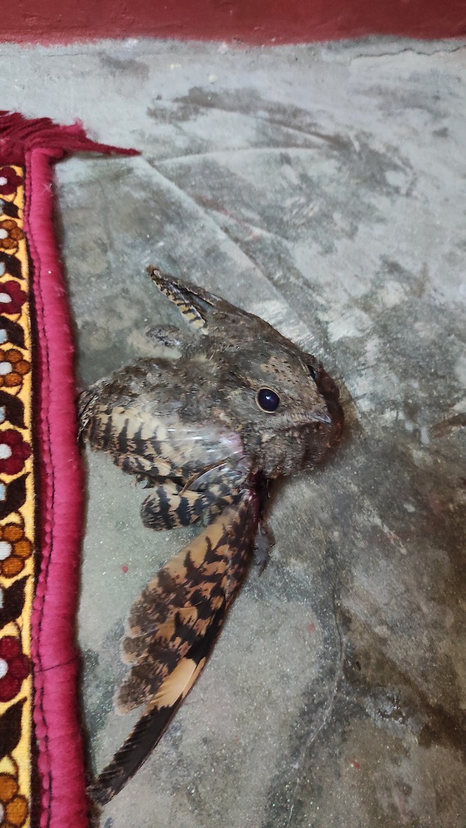 Savanna Nightjar - ML599917461