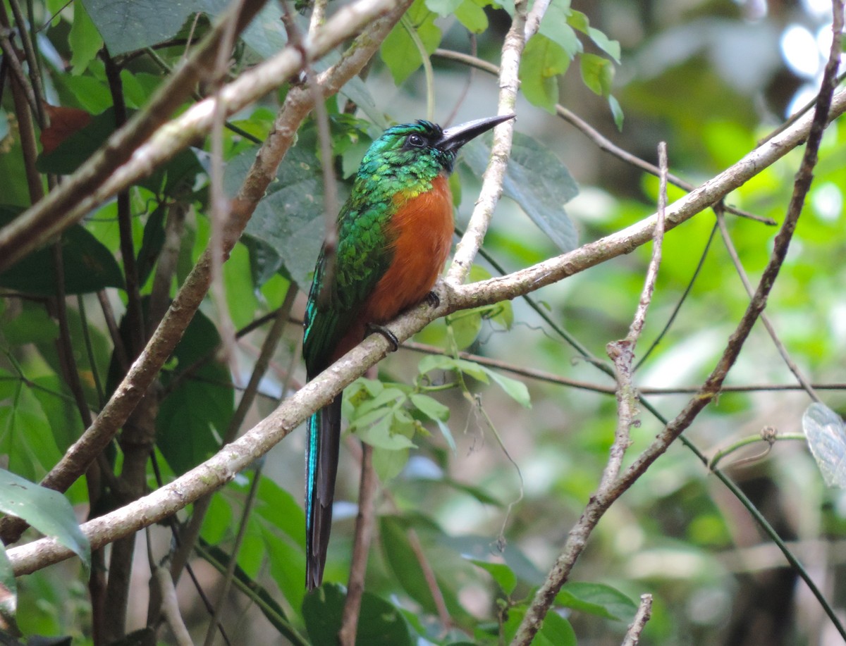 Great Jacamar - ML599917561