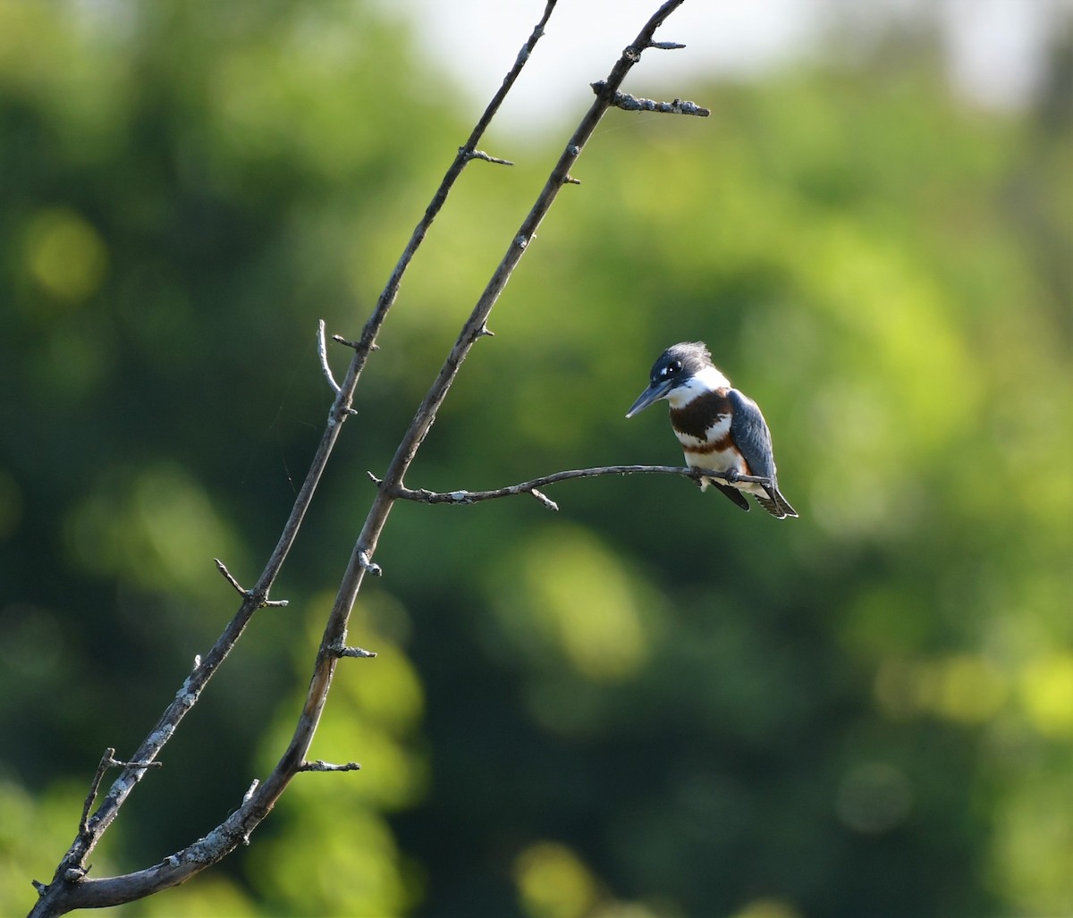 Belted Kingfisher - ML599918321