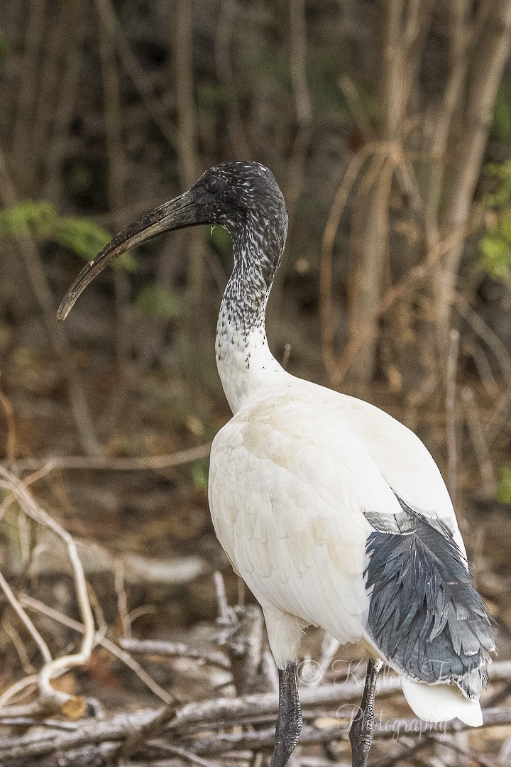 ibis australský - ML599918401