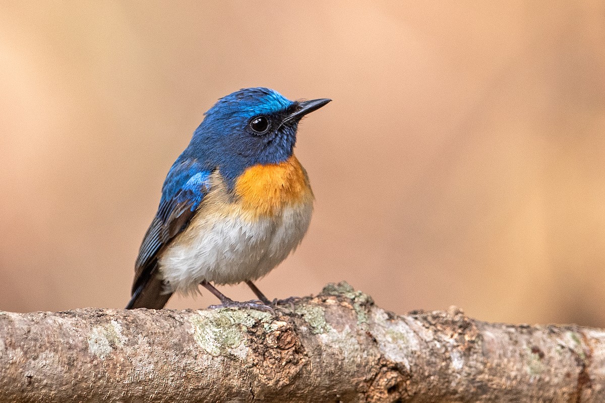 Blaukehl-Blauschnäpper - ML599919031