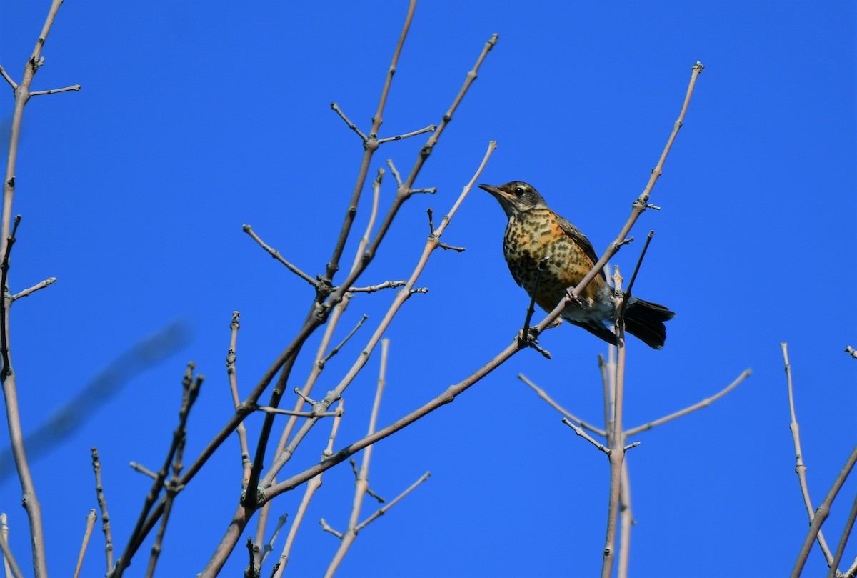 American Robin - ML599919601