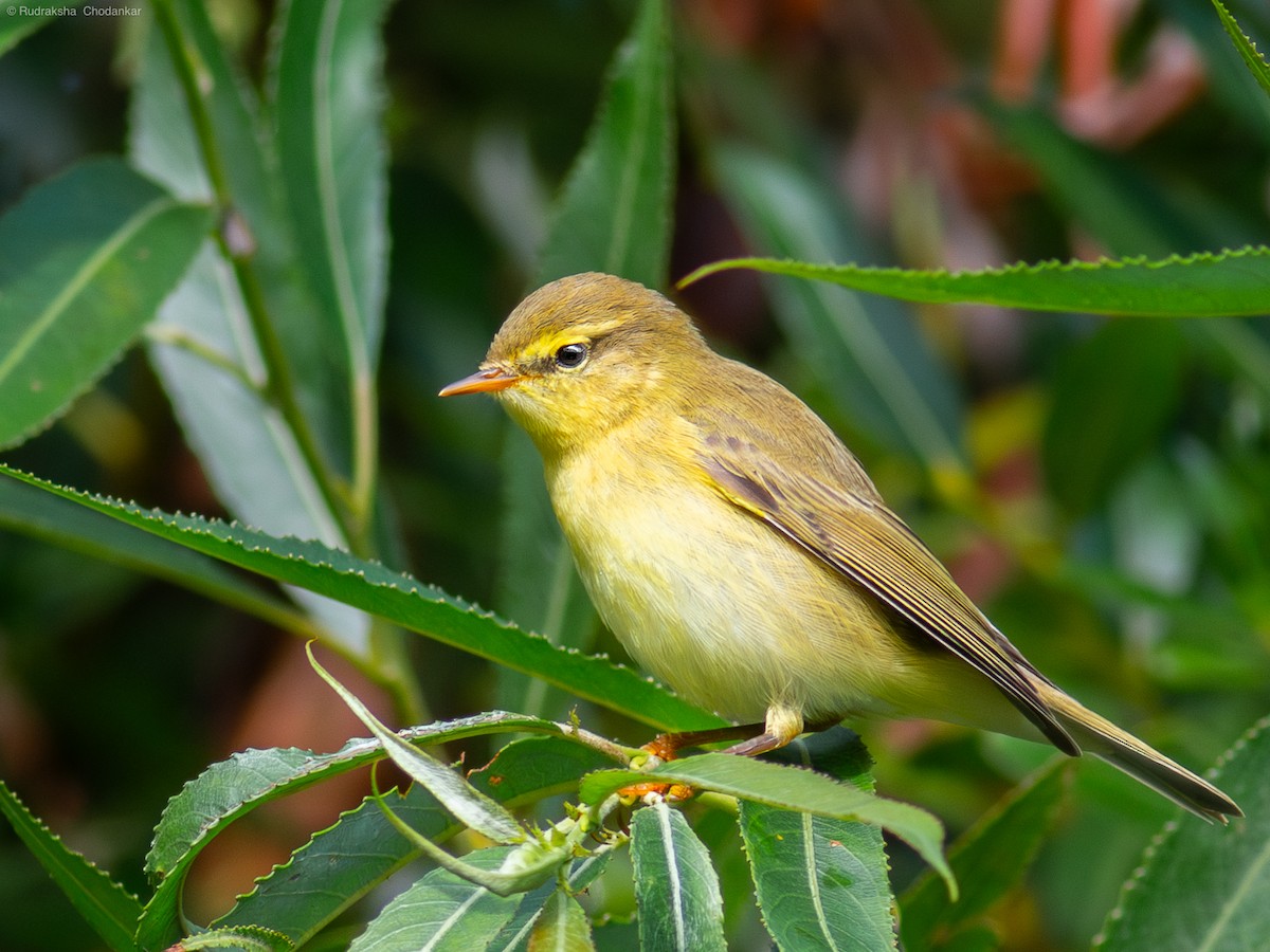 Willow Warbler - ML599919881