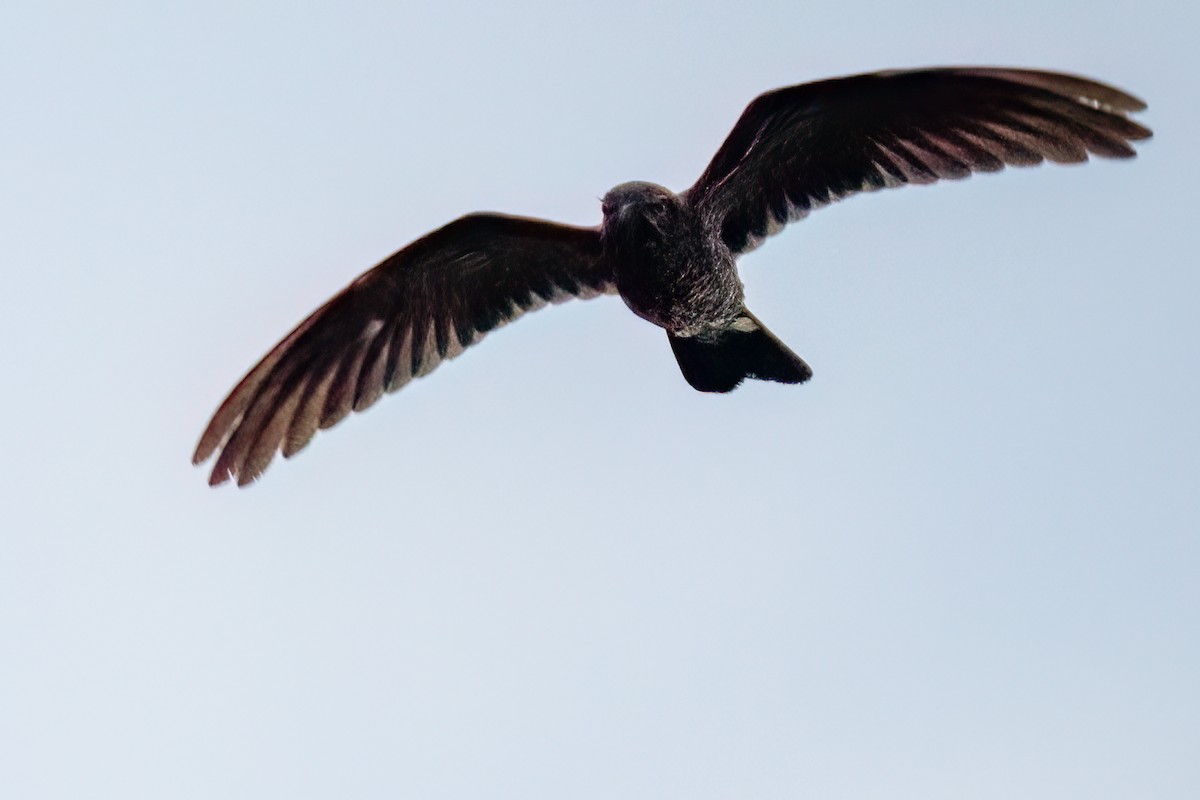 Band-tailed Nighthawk - Paul Beerman