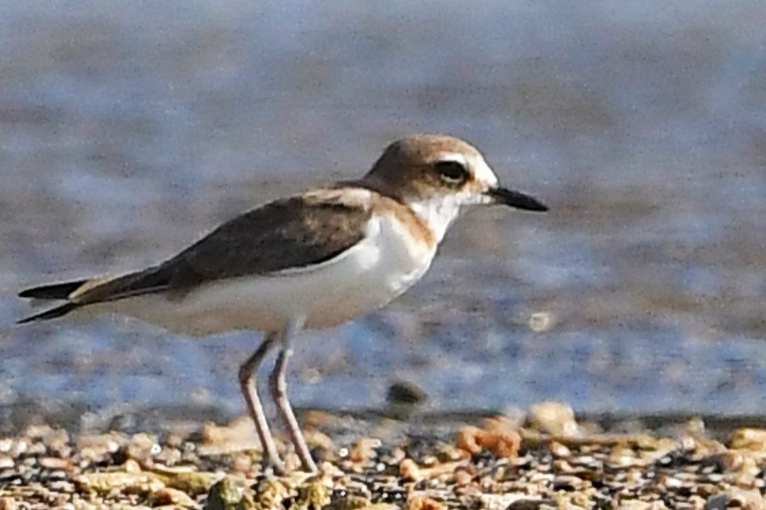 Javan Plover - ML599920991