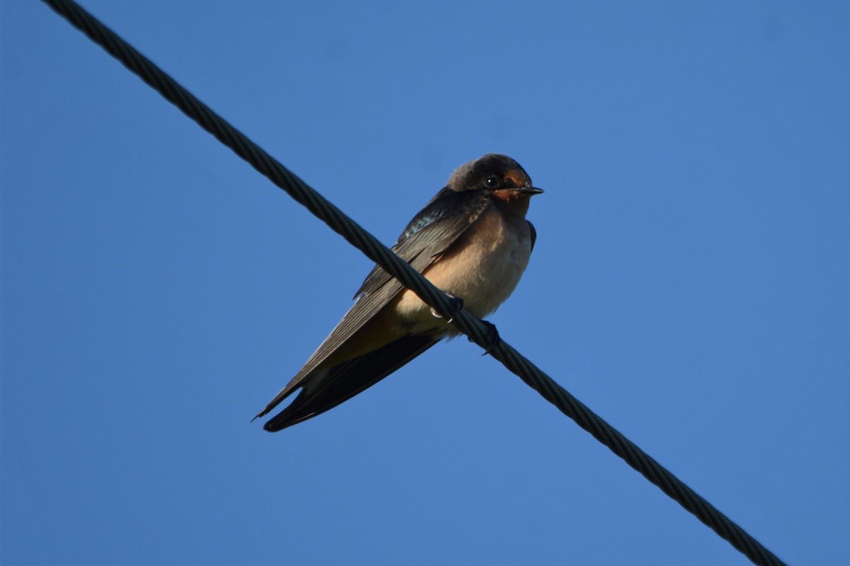 Barn Swallow - ML599922191