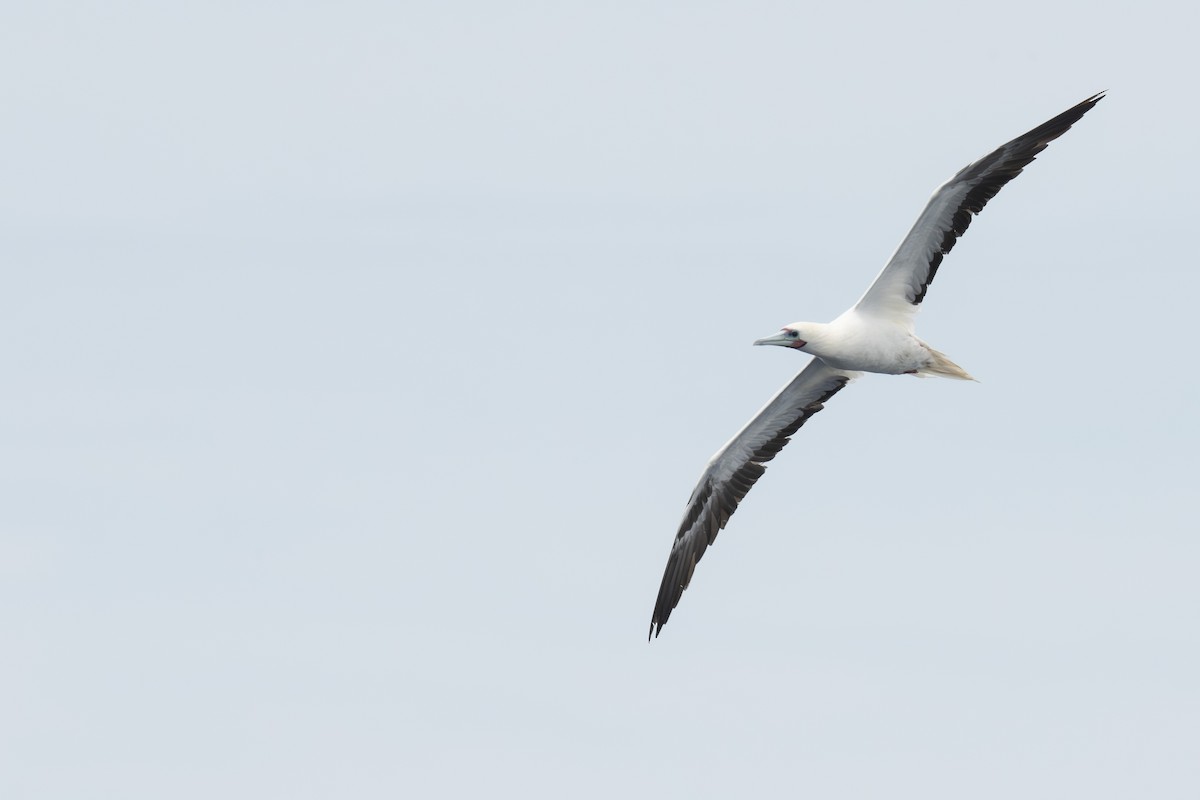 Red-footed Booby - ML599924351