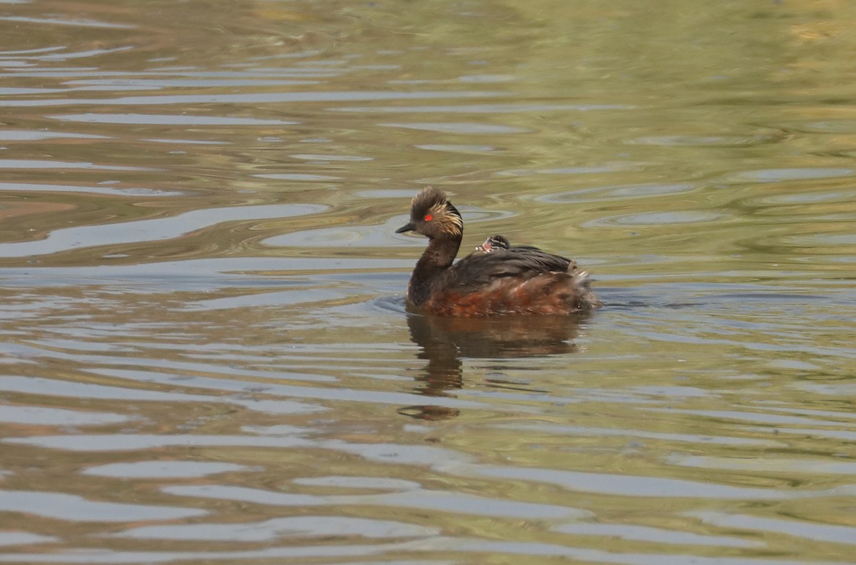 Eared Grebe - Chuck Gates