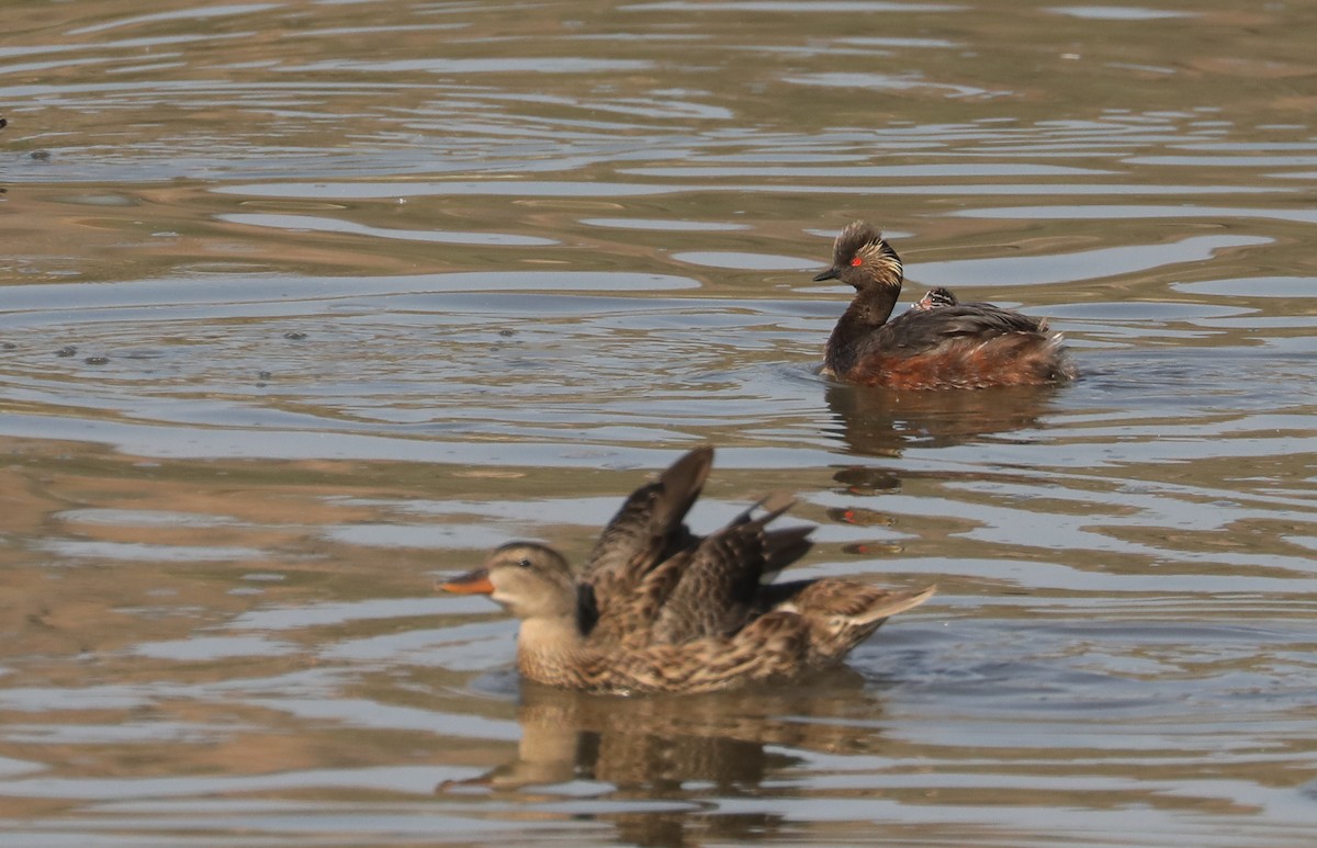 Eared Grebe - ML599924631