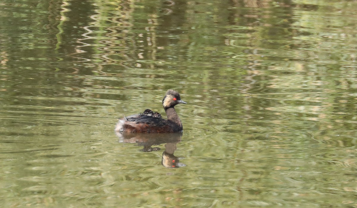 Eared Grebe - ML599924641