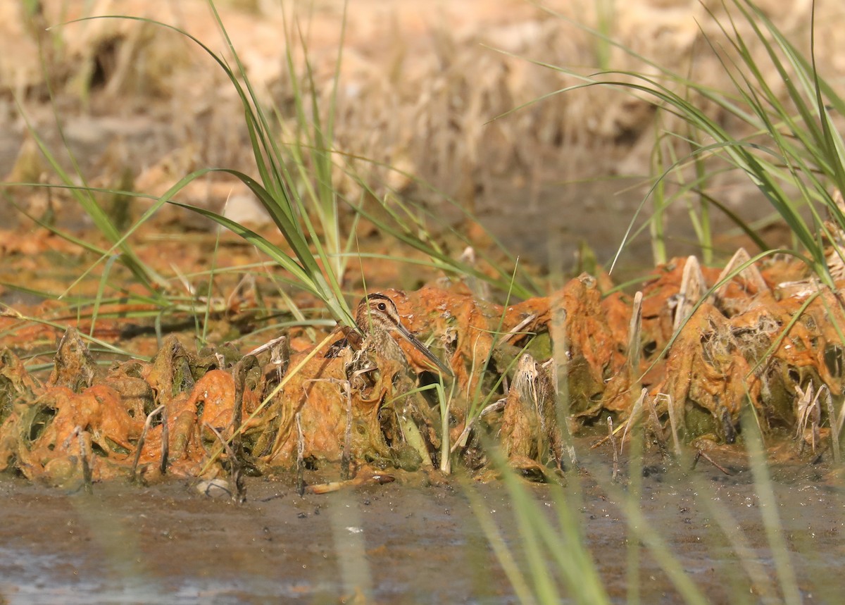 Wilson's Snipe - ML599926171