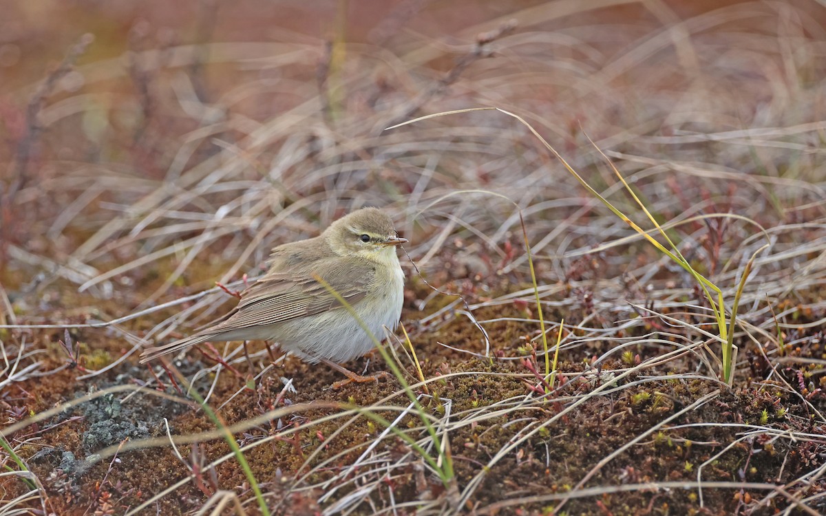 Willow Warbler - ML599926401