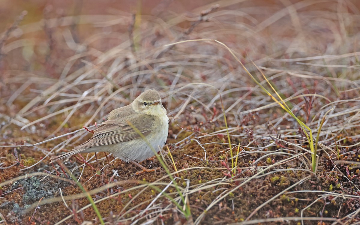 Willow Warbler - ML599926421