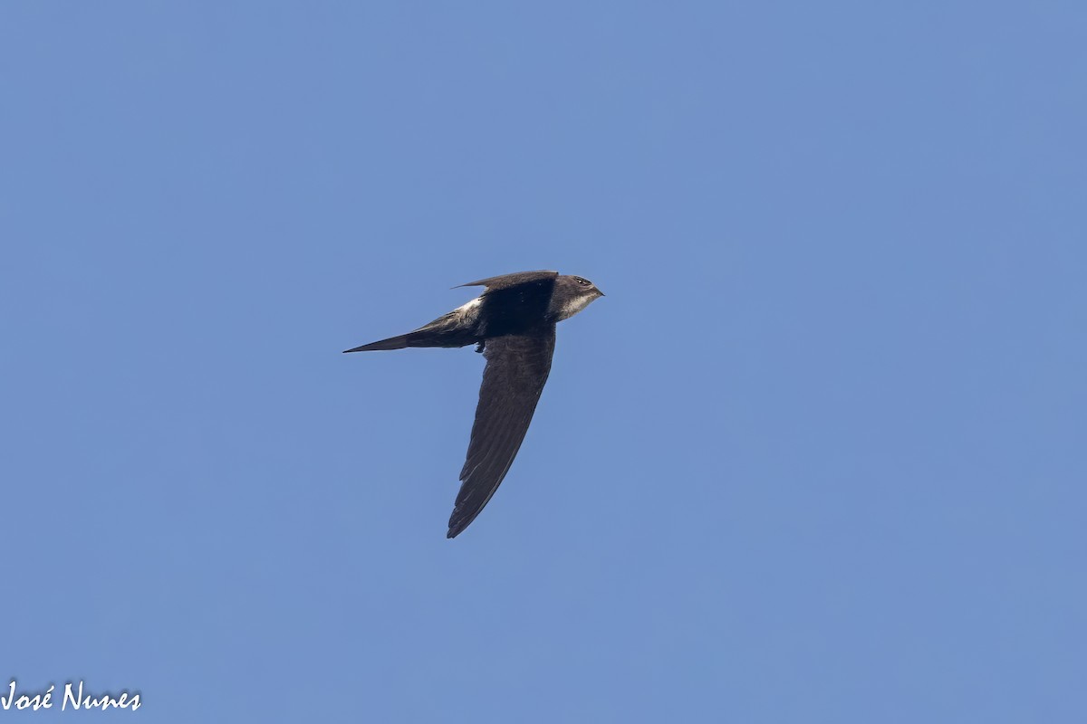 White-rumped Swift - ML599926841