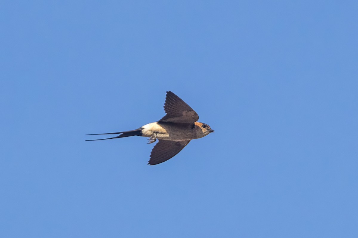 Red-rumped Swallow - ML599926921