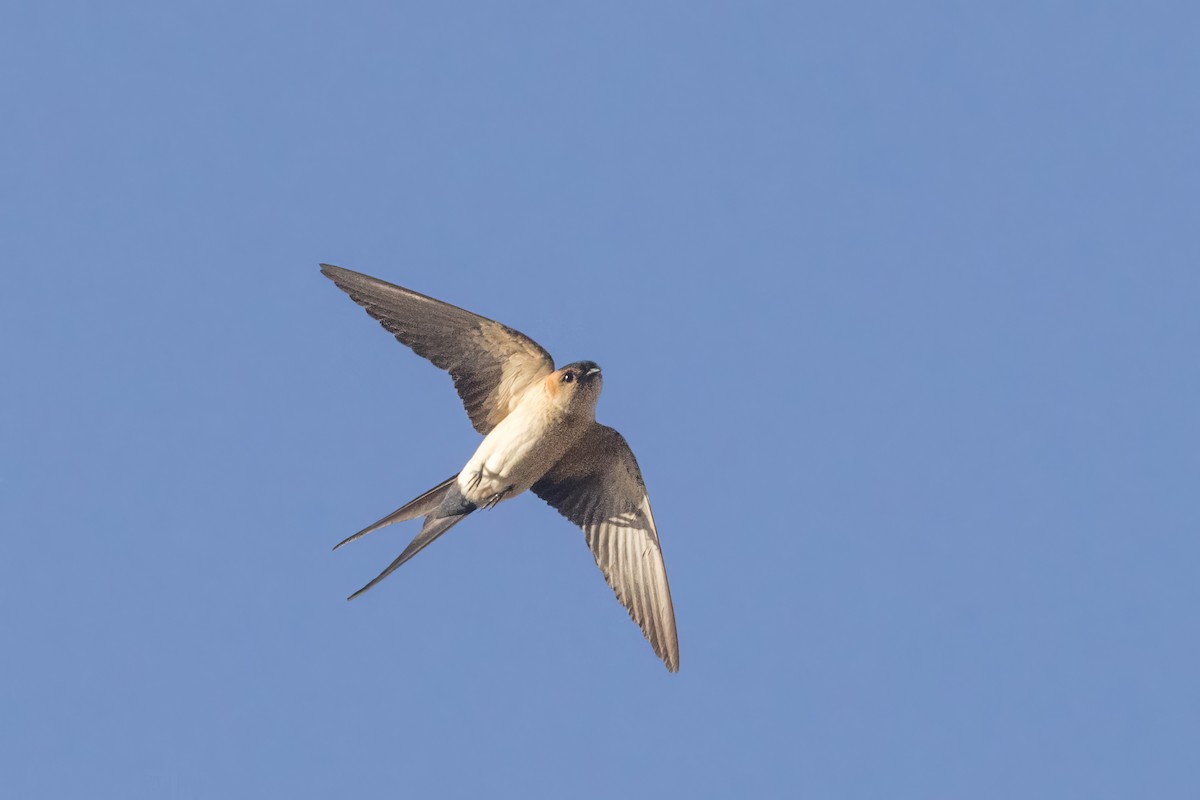 Red-rumped Swallow - ML599926931