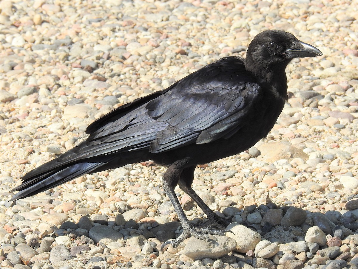 American Crow - ML599926961